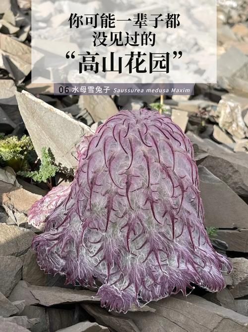高山雪兔子叫什么名字？雪兔子的生长环境与价值