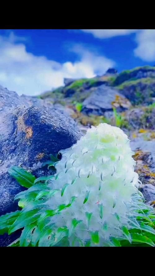高山雪兔子叫什么名字？雪兔子的生长环境与价值