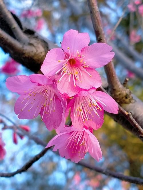 【PC+安卓】红樱花宅邸／红樱花馆／血樱花馆／Red Sakura Mansion 2 V2.19.2【SLG／欧美／动态】汉化版