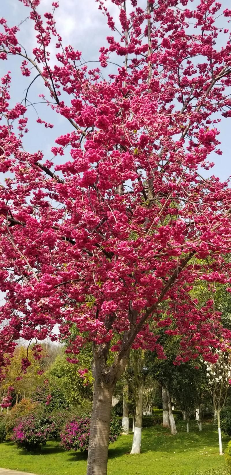 【PC+安卓】红樱花宅邸／红樱花馆／血樱花馆／Red Sakura Mansion 2 V2.19.2【SLG／欧美／动态】汉化版