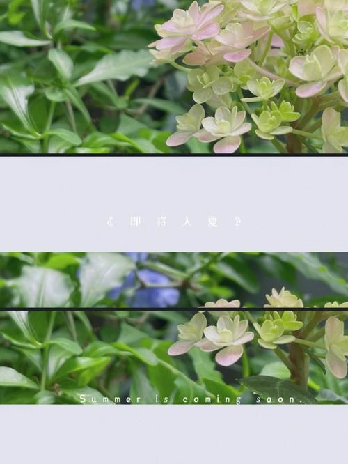 Summer For You DEMO 官方中文版[PC／300M／UC]