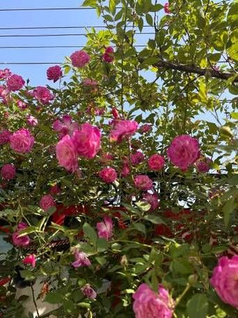 HoneySun安卓汉化版怎么用 详细使用教程一看就会