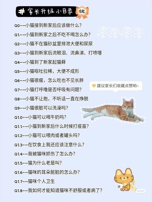 MM的密友绅士游戏攻略 新手快速上手指南