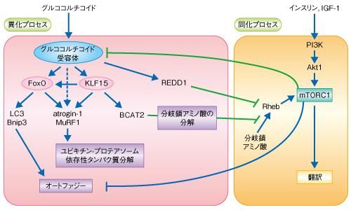 ドキドキ!セクハラ健康診断游戏下载常见问题 解决方法汇总