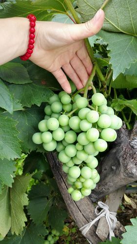 一个最好不要兑现的承诺aya线最新版本结局分析 一个最好不要兑现的承诺aya线最新版本结局分析