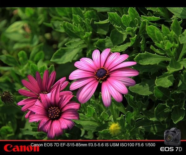 一夏之花下载地址在哪 手把手教你快速安装游戏