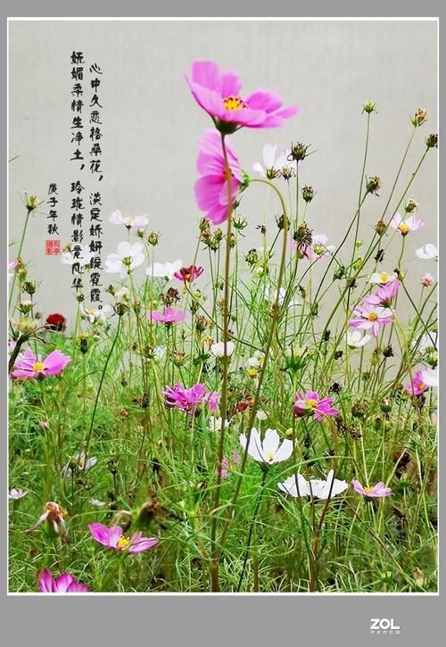 一夏之花在哪下载 电脑手机下载步骤详解
