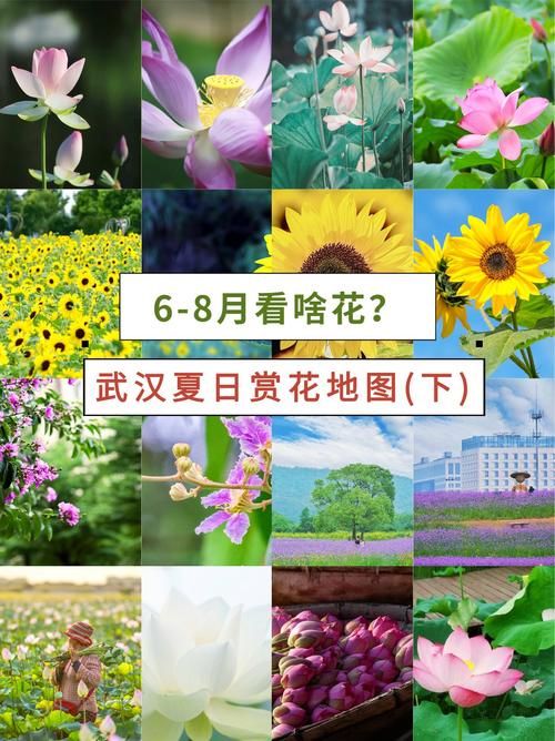 一夏之花在哪下载 电脑手机下载步骤详解