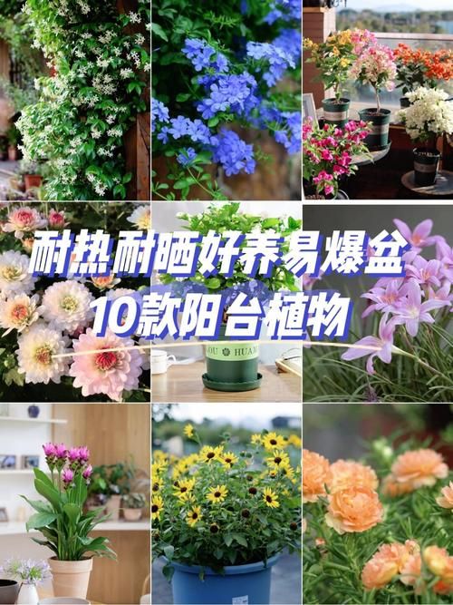 一夏之花安卓安装教程 轻松搞定下载问题