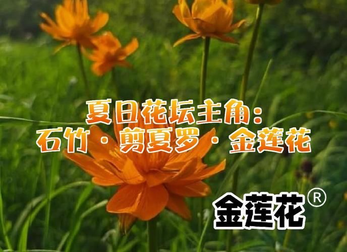 一夏之花安卓安装教程 轻松搞定下载问题