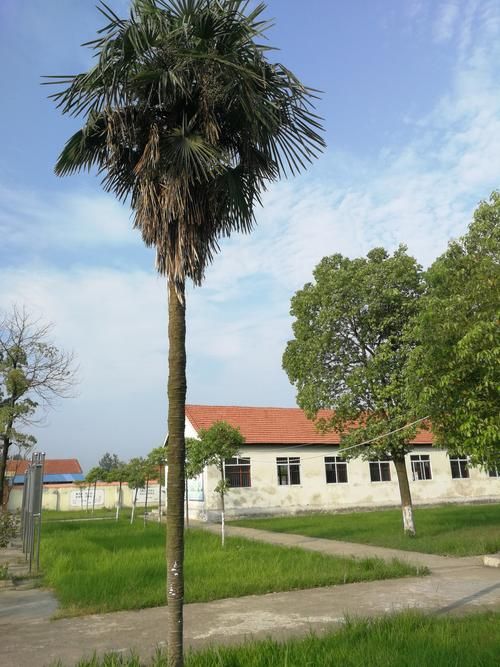 一夏之花安卓汉化体验 中文版剧情与玩法评测