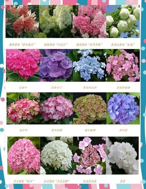 一夏之花官方网站热门花卉品种推荐