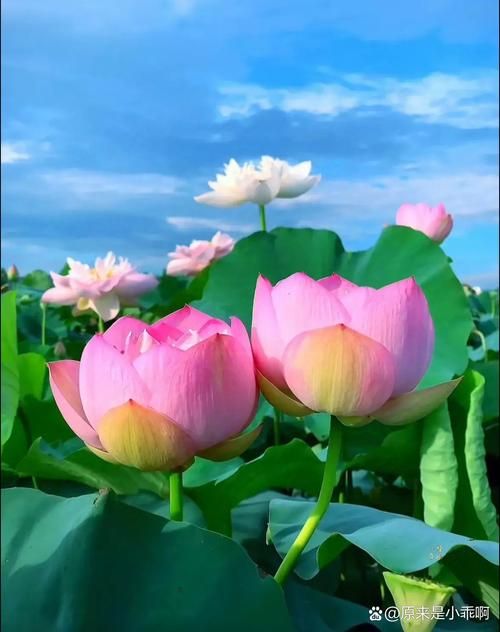 一夏之花官方网站热门花卉品种推荐