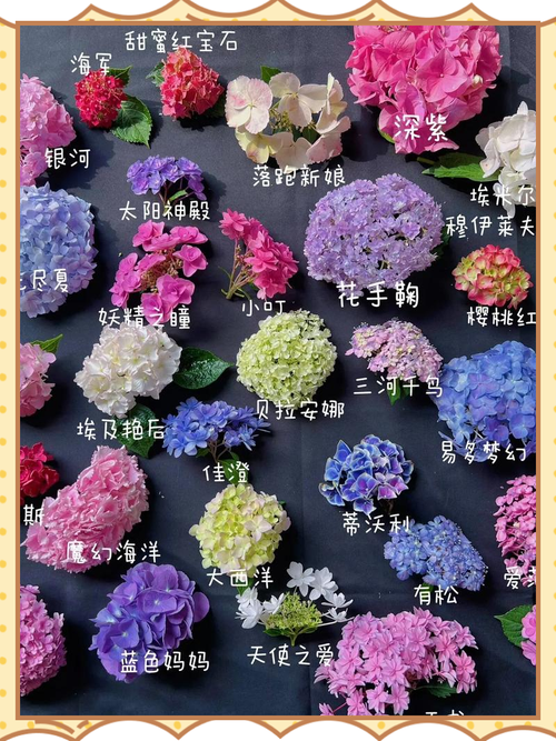 一夏之花官方网站热门花卉品种推荐