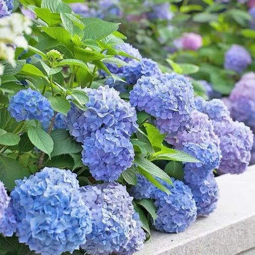 一夏之花官方网站热门花卉品种推荐