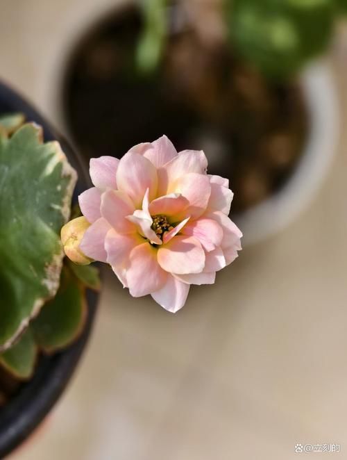 一夏之花官方网站热门花卉品种推荐