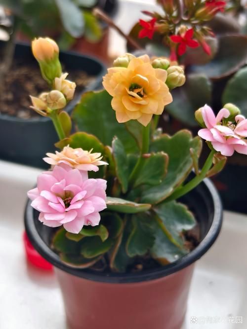 一夏之花官方网站热门花卉品种推荐
