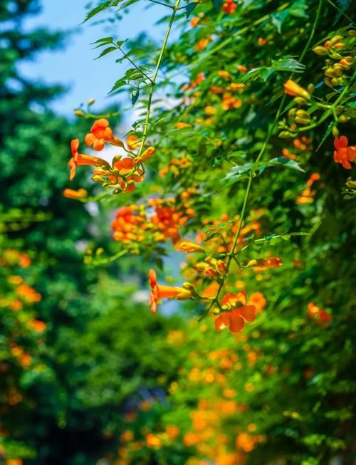 一夏之花官方网站热门花卉品种推荐
