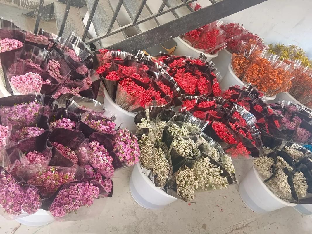 一夏之花官网品质保障鲜花配送无忧