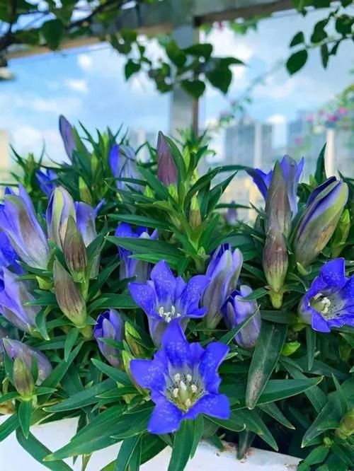 一夏之花更新地址大全 最新可用链接汇总