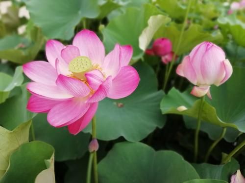 一夏之花更新地址大全 最新可用链接汇总