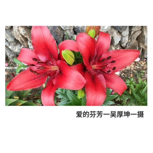 一夏之花更新地址大全 最新可用链接汇总