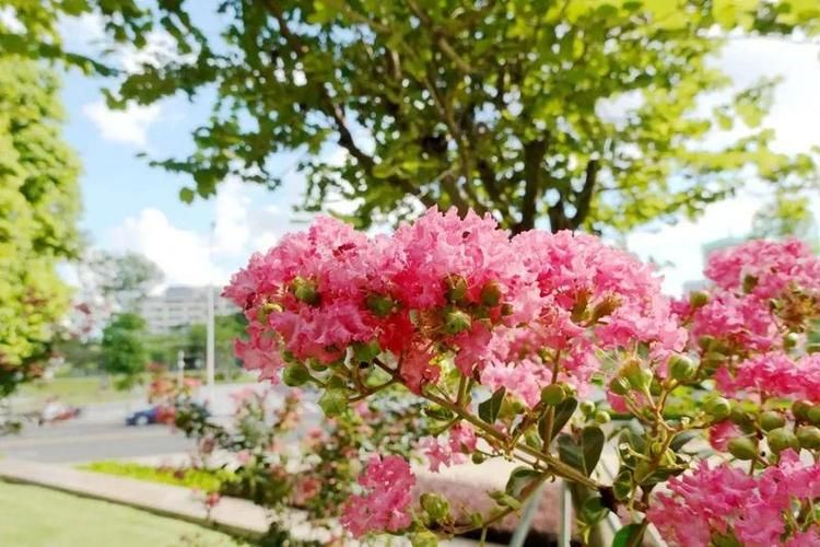 一夏之花更新地址大全 最新可用链接汇总