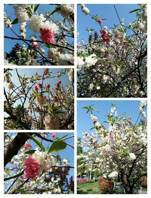一夏之花更新地址大全 最新可用链接汇总