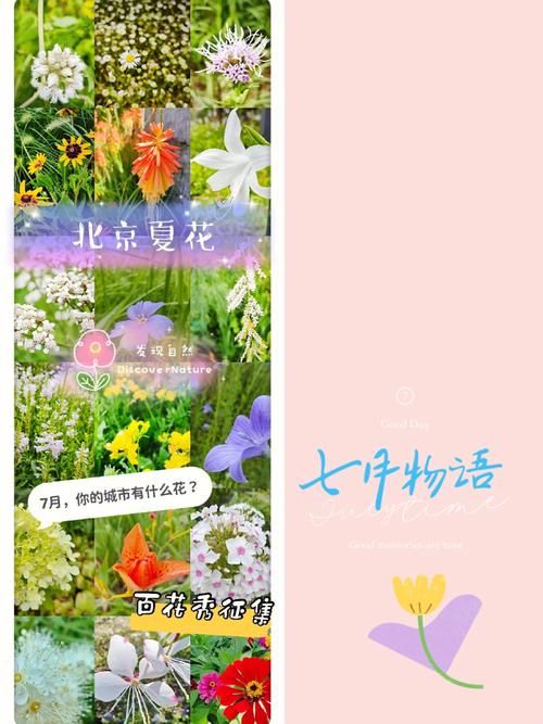 一夏之花最新版本是多少 如何查看游戏最新版本