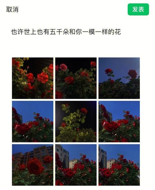 一夏之花最新版本更新内容 新增剧情和角色介绍