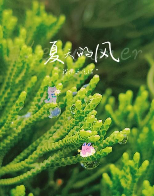 一夏之花最新版本更新内容 新增剧情和角色介绍