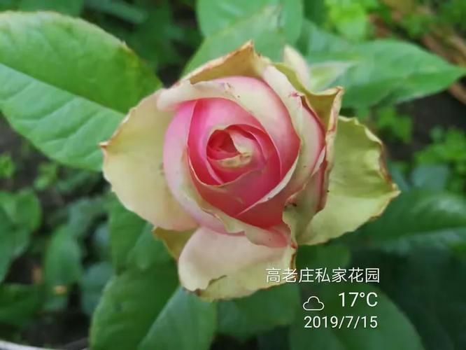 一夏之花最新版本更新内容 新增剧情和角色介绍