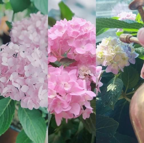 一夏之花最新版本更新内容 新增剧情和角色介绍