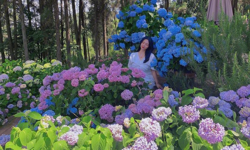 一夏之花汉化版下载地址分享 最新中文资源免费获取