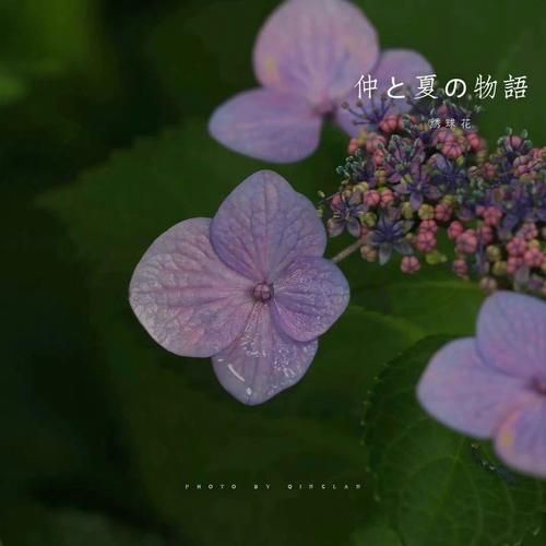 一夏之花汉化版下载地址分享 最新中文资源免费获取