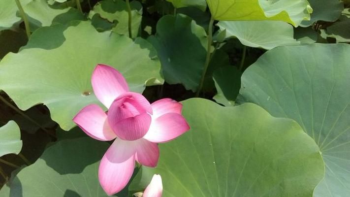 一夏之花汉化版最新改动盘点 这些新内容别错过