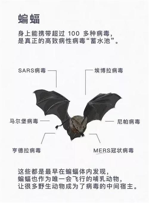 不雅的欲望如何下载 避免病毒和风险技巧