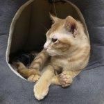中途之家版本大全全面解析 帮你选出最佳版本