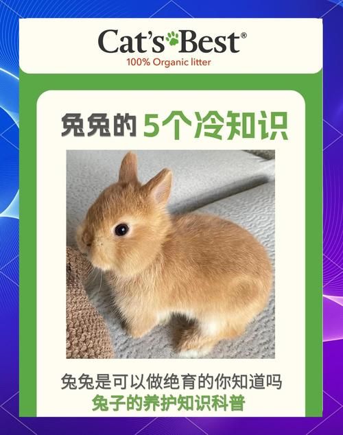 兔兔秘密花园官网常见问题解答 你想知道的都在这里