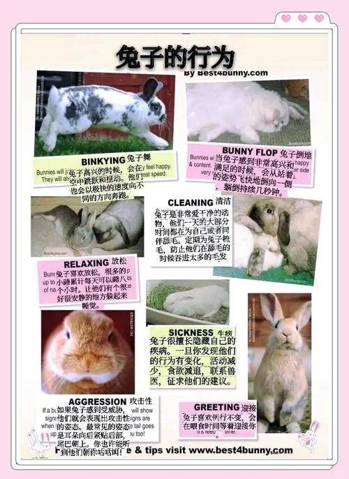 兔兔秘密花园官网常见问题解答 你想知道的都在这里