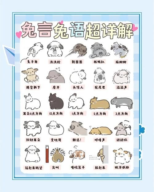 兔兔秘密花园官网常见问题解答 你想知道的都在这里