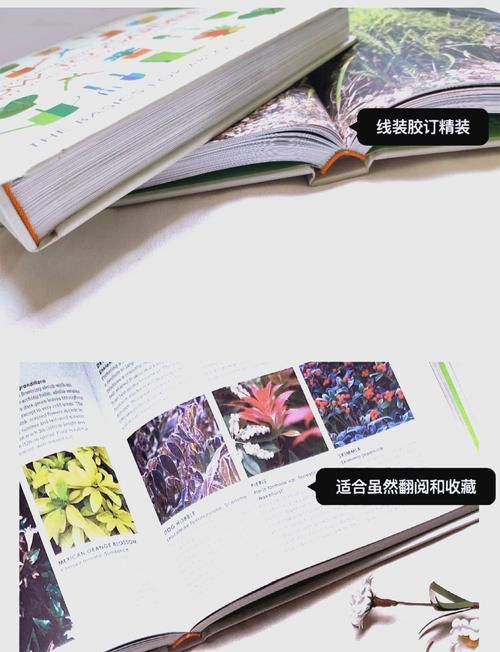 兔兔秘密花园版本大全 新手必看花园版本指南
