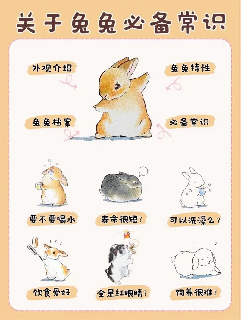 兔兔秘密花园版本大全 新手必看花园版本指南