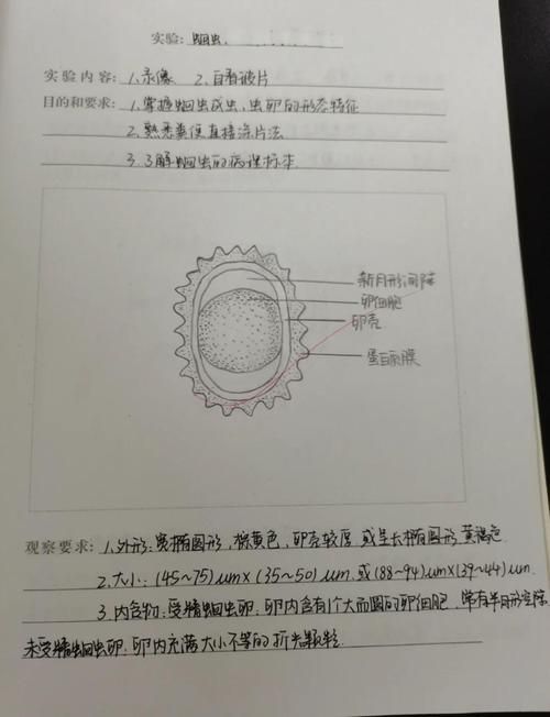 内部寄生虫下载指南 解决常见问题的方法