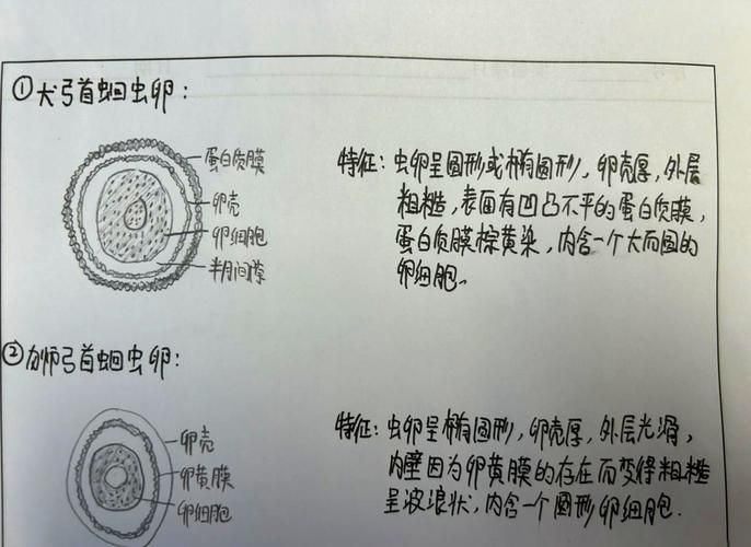 内部寄生虫下载指南 解决常见问题的方法