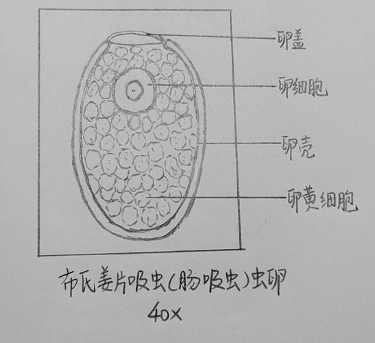 内部寄生虫在哪下载 快速获取资源教程与步骤