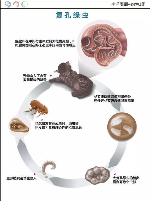 内部寄生虫在哪下载 快速获取资源教程与步骤