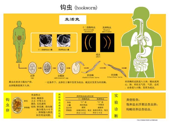 内部寄生虫在哪下载 快速获取资源教程与步骤