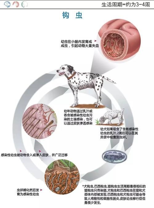 内部寄生虫在哪下载 快速获取资源教程与步骤