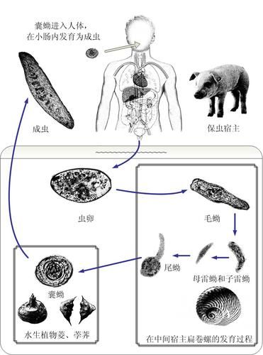 内部寄生虫在哪下载 快速获取资源教程与步骤